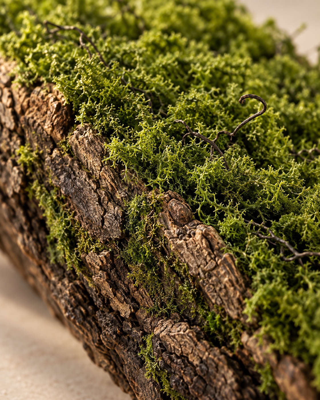 Large Bark Trough Planter with Moss 5
