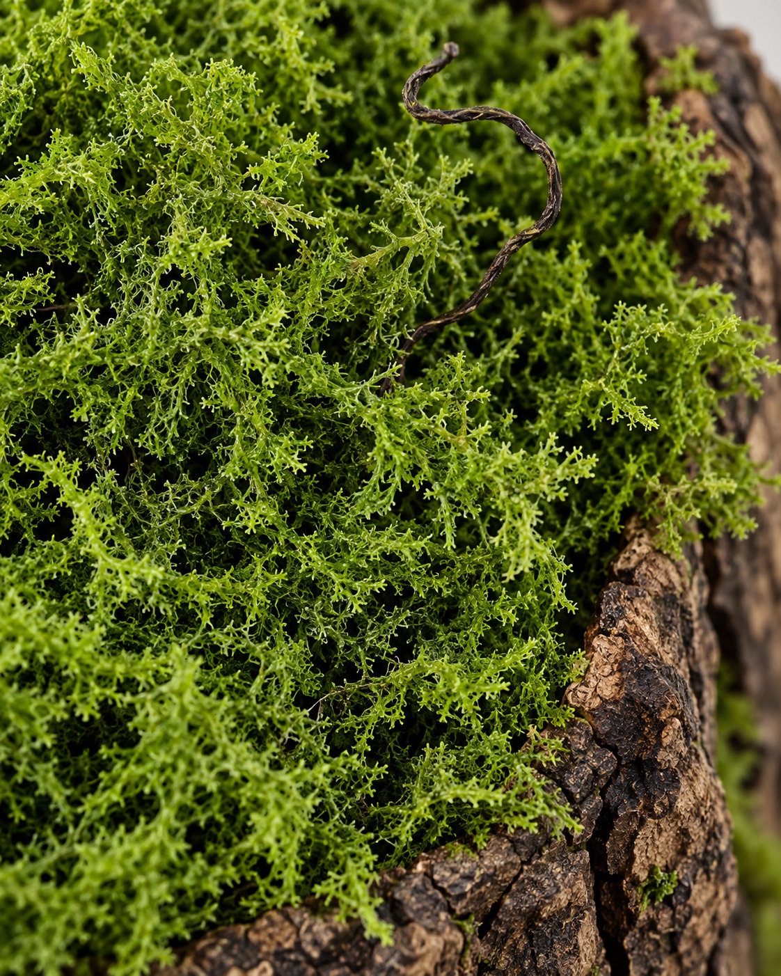 Small Bark Planter with Moss 2