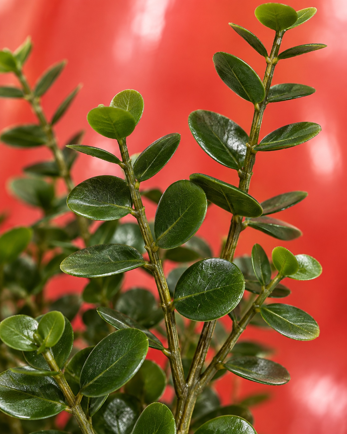Artificial Rounded Leaf Greenery Branch 3