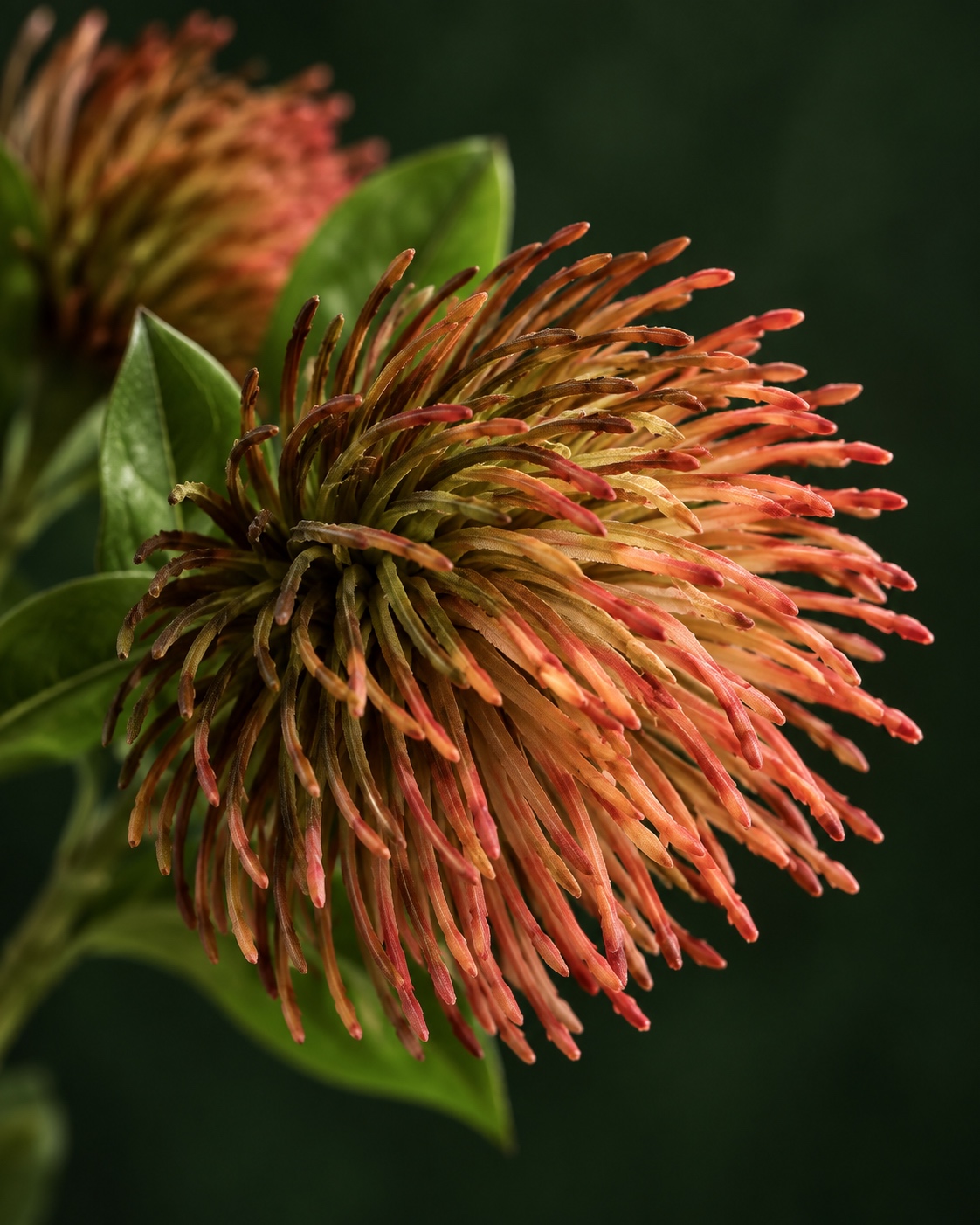 Coral Brown Artificial Pincushion Flower Branch 2