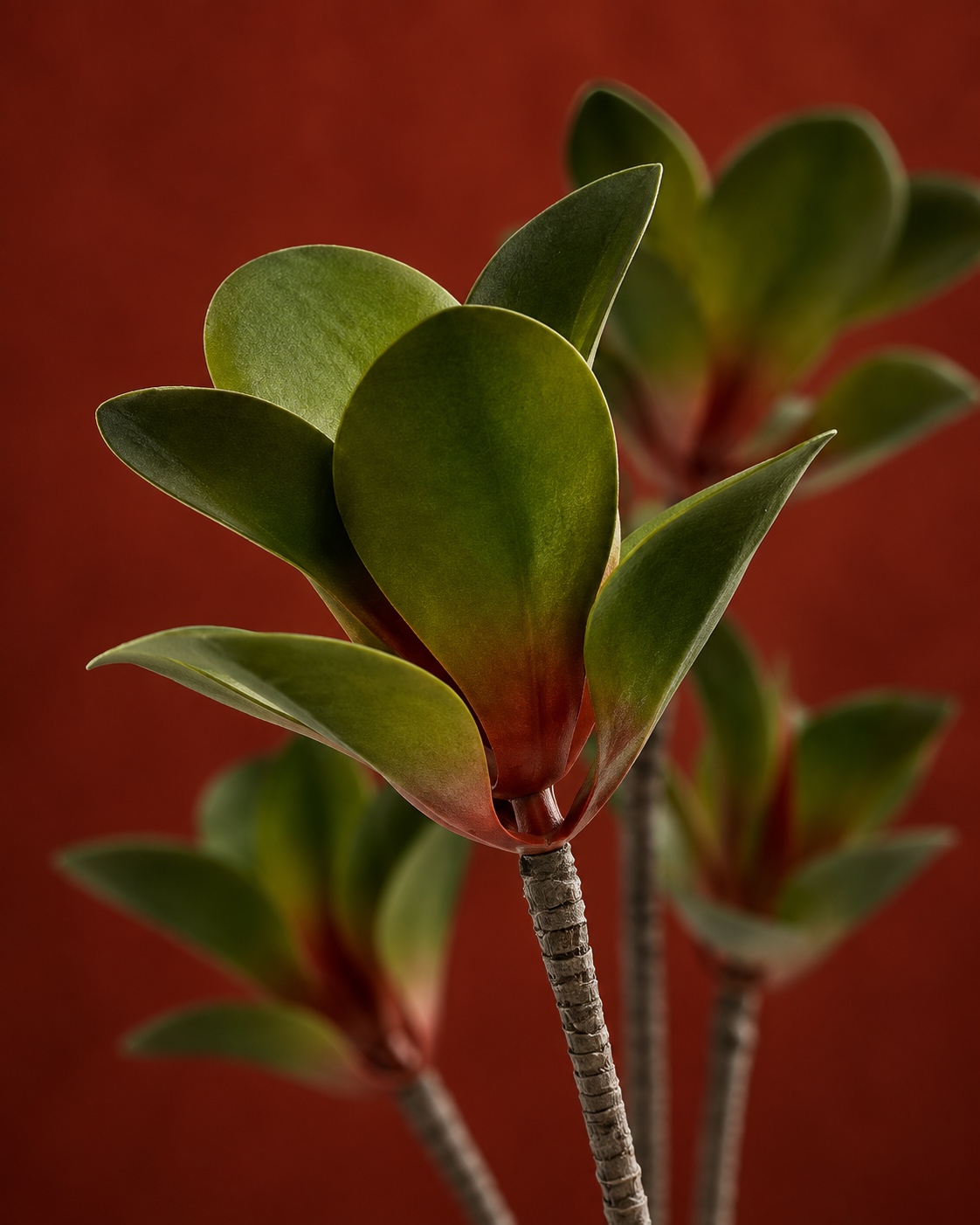 Artificial Three Cluster Paddle Leaf Succulent 3