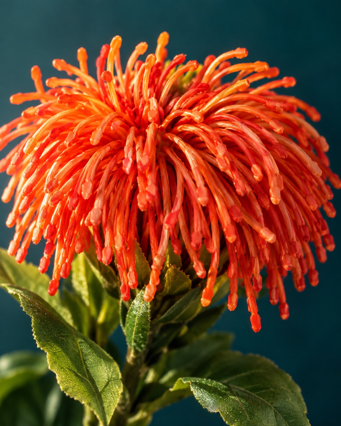 Orange Artificial Pincushion Flower Stem 3