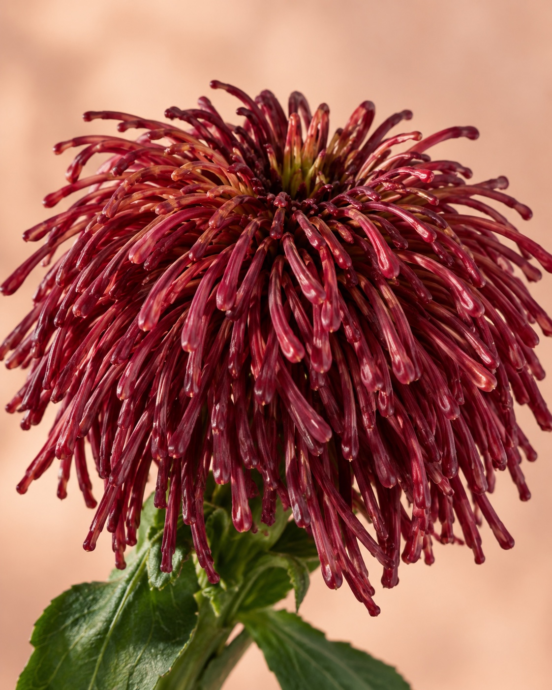 Red Artificial Pincushion Flower Stem 5