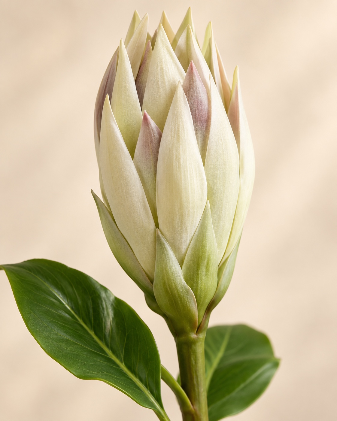 Ivory Artificial Imperial Flower Stem 5