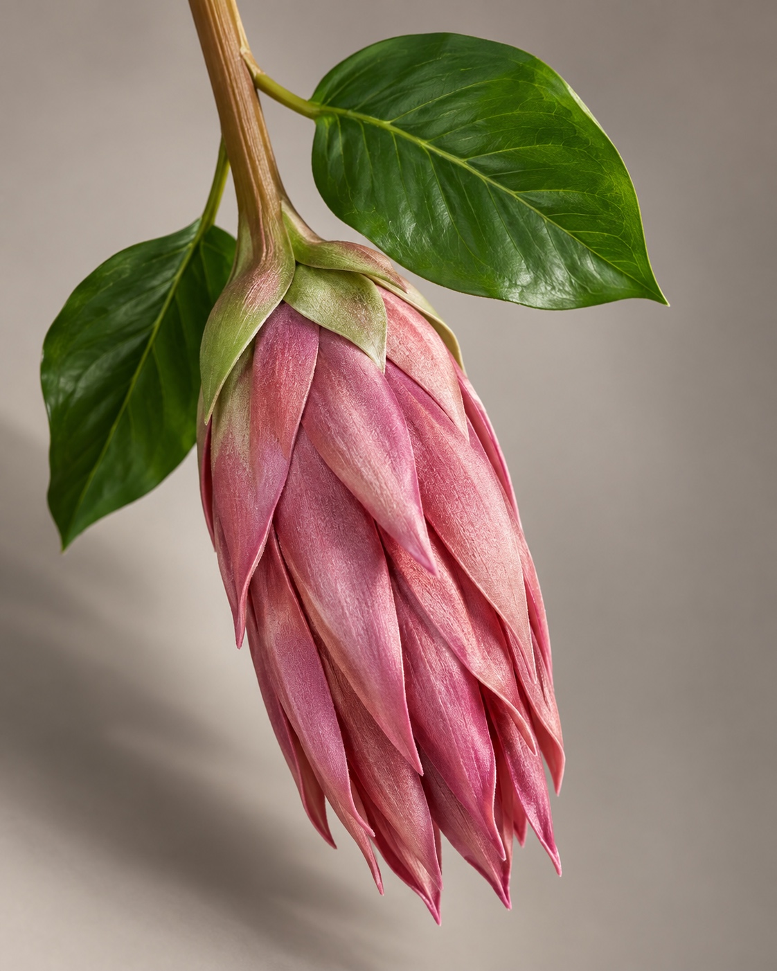 Mauve Pink Artificial Imperial Flower Stem 4