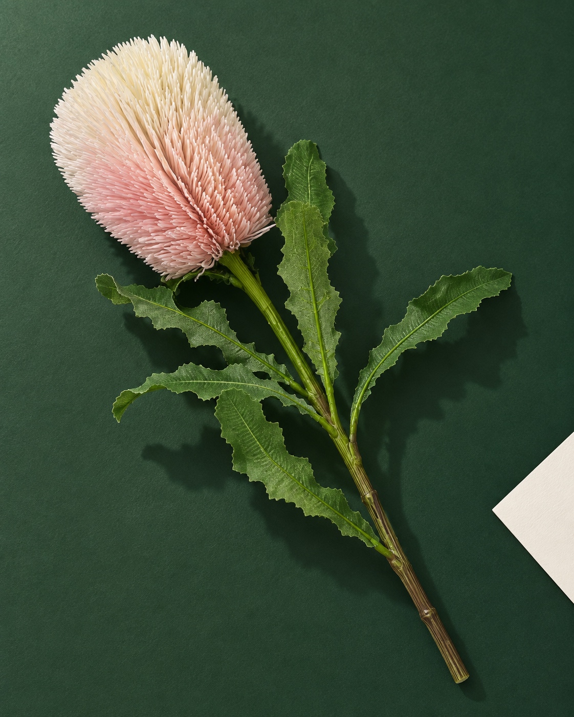 Blush Pink and Ivory Artificial Banskia Flower 5