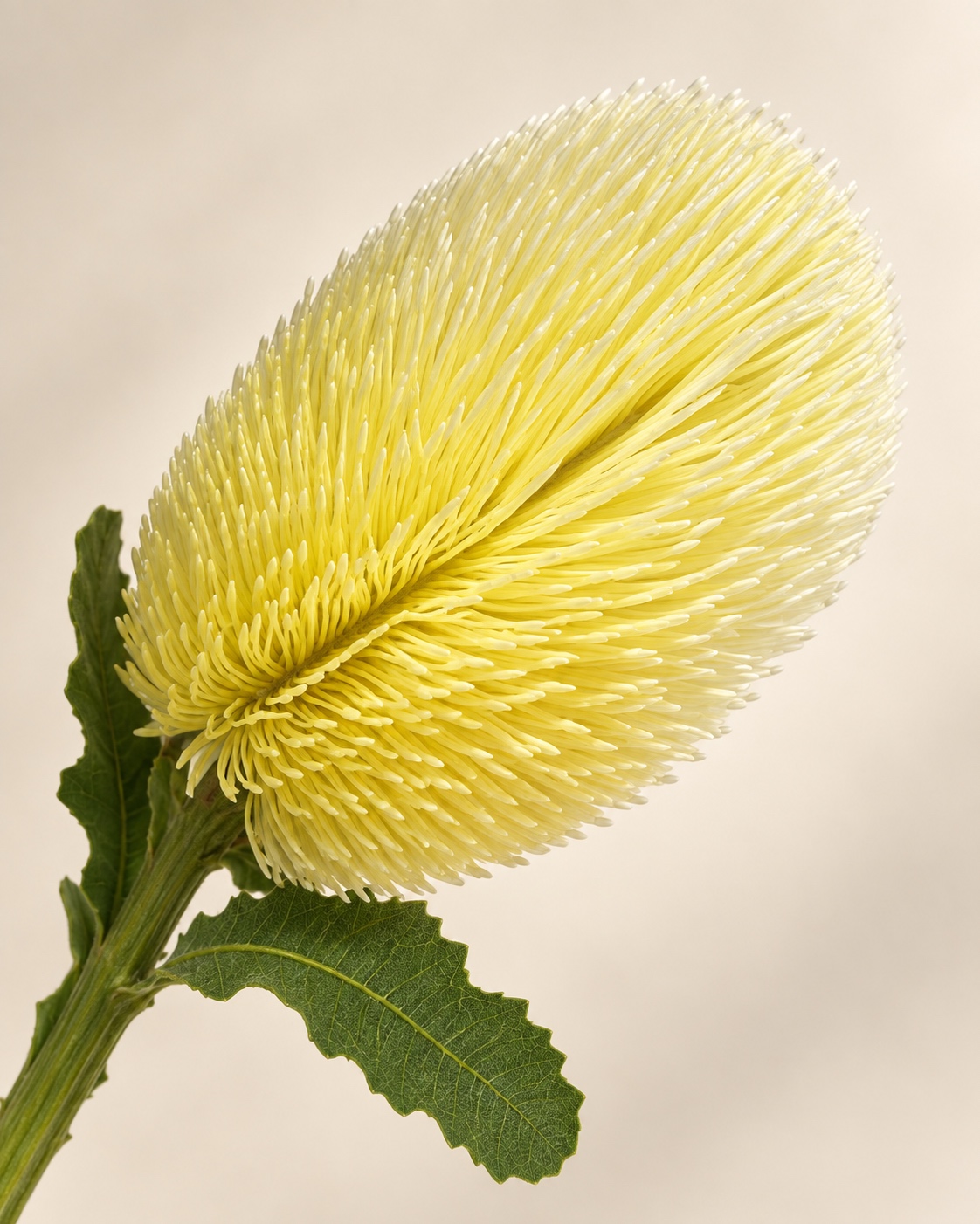 Lemon Yellow Artificial Banskia Flower 2