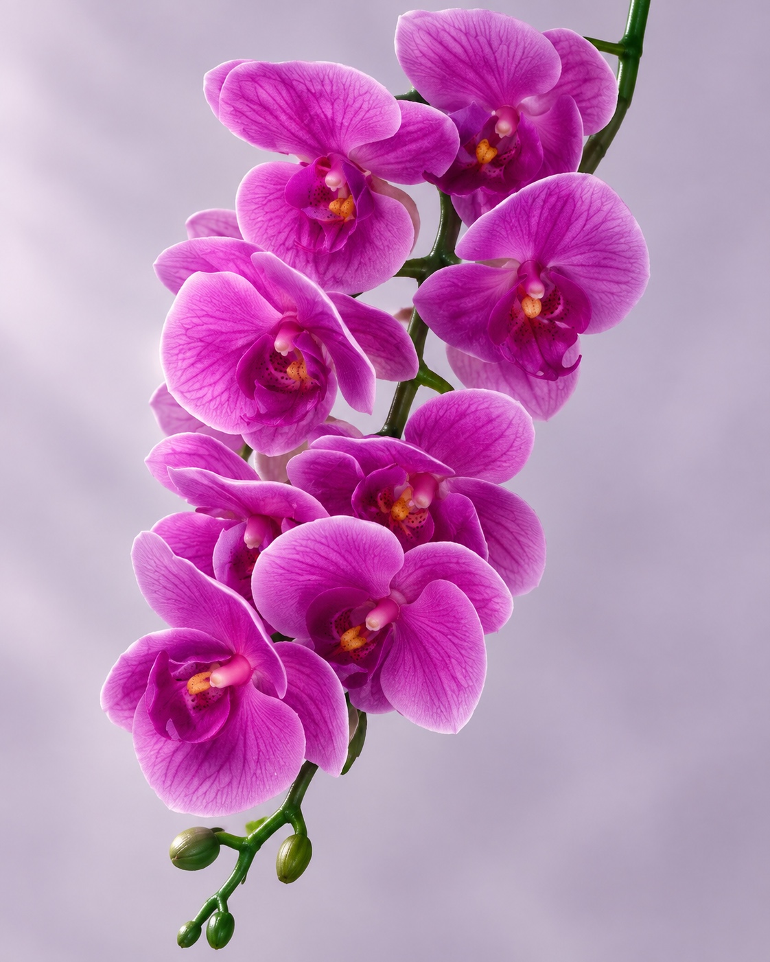 Purple Artificial Nine Head Phalaenopsis 5