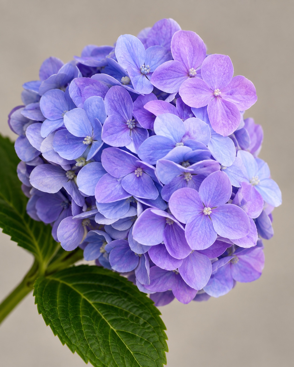 Blue Purple Artificial Hydrangea Stem 3