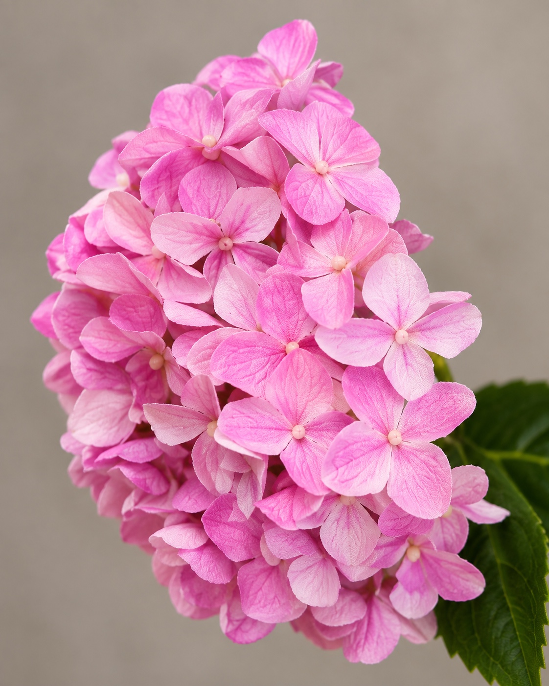 Pink Artificial Hydrangea Stem 3