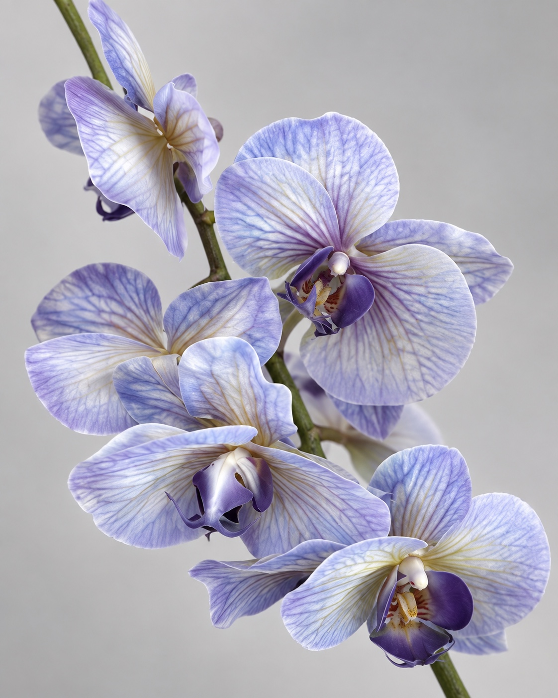 Lavender Purple Artificial Phalaenopsis Orchid Spray 4