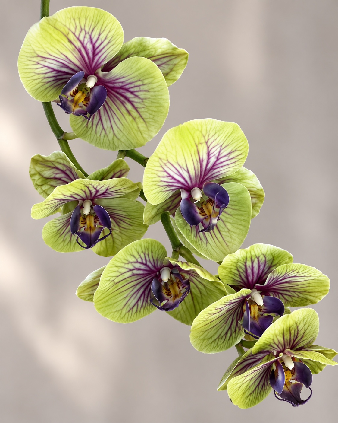 Hand-Touch Phalaenopsis L1192 COLOR GREEN 4